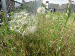 rg-2016-philadelphia-at-the-rail-park